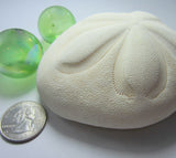 large sea biscuit, large sand dollar, large white sea urchin, beach wedding shell, sea biscuit